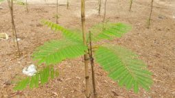 হারানো সবুজে ফিরবে জাফলং