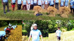 কৃষকের ধান কেটে দিলো সিলেট জেলা আওয়ামী মৎস্যজীবী লীগ