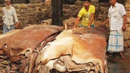 এই প্রথম ৫ প্রতিষ্ঠানকে চামড়া রপ্তানির অনুমতি দিল সরকার