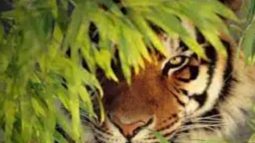 আজ বিশ্ব বাঘ দিবস